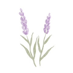 Watercolor flower, violet lavender isolated on white