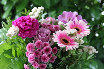 Bunte Blumen in Rosa und Lila Tönen vor Hintergrund Natur mit Bokeh