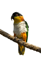 The black-headed caique, Pionites melanocephalus, on white