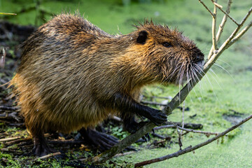 Nutria (Myocastor coypus) Nahaufnahme 