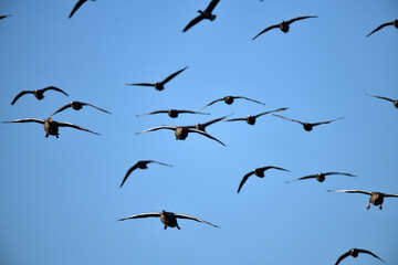 Wildgänse Vogelschwarm im Vogel Flug vor hell-blauem, kühlem Himmel