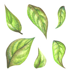 Set of apple tree leaves watercolor. Plant leaf. Summer green season. Natural foliage. Hand drawn botanical illustration on white background.