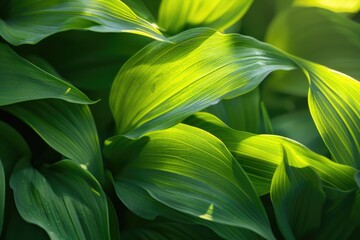 a close-up of green plant leaves, displaying an interplay of light and shadow that accentuates the graceful curves and lines of the leaves