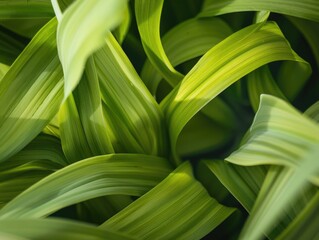 Fototapeta premium the lush, green, overlapping leaves of a plant. The close-up creates an abstract pattern, highlighting the shades of green and the curves of the leaves, which give it a soft and natural feel.