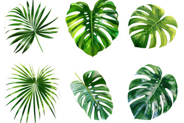 A collection of tropical leaves on a transparent background. Fresh green leaves of tropical plants ready to be used as natural product design material. Created with Generative AI.
