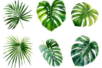 Lichtdoorlatende rolgordijnen Tropische bladeren A collection of tropical leaves on a transparent background. Fresh green leaves of tropical plants ready to be used as natural product design material. Created with Generative AI.