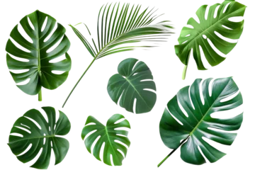 Fotobehang Tropische bladeren A collection of tropical leaves, monstera leaves, and green palm leaves. Fresh tropical ornamental leaves on a transparent background. Created with Generative AI.