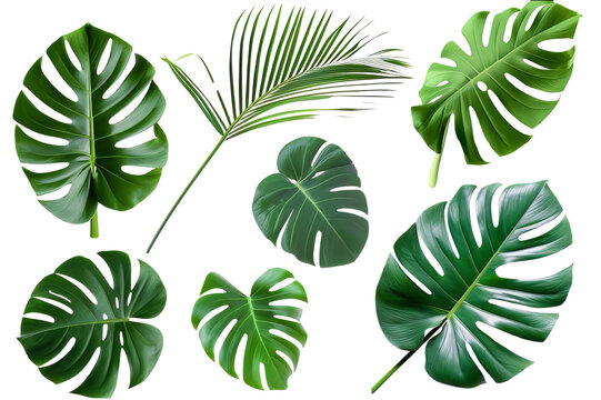 A collection of tropical leaves, monstera leaves, and green palm leaves. Fresh tropical ornamental leaves on a transparent background. Created with Generative AI.
