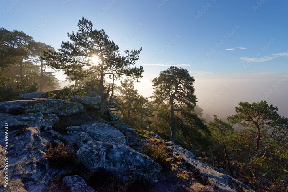 Sticker foggy morning in the hill of the dame jouanne rock.. commanderie forest