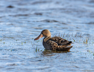 Northern Shoveler on the water