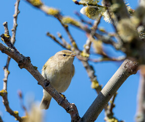 bird on a branch