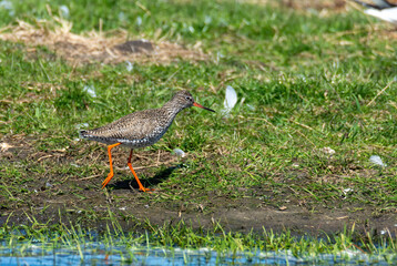 Common Redshank bird walking in the grass