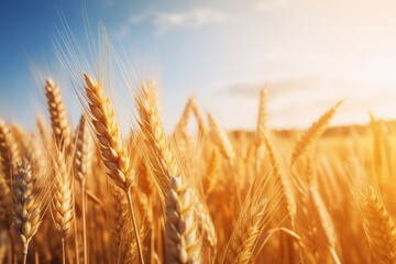 Wheat in the field against the blue sky, close-up - obrazy, fototapety, plakaty