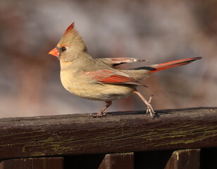 femelle cardinal dans son environnement naturel