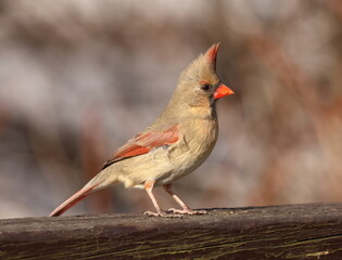femelle cardinal dans son environnement naturel