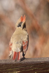 femelle cardinal dans son environnement naturel