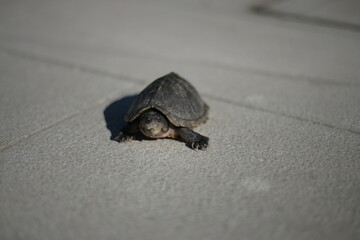 Tortue sur macadam