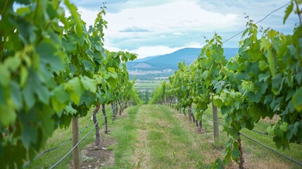 Fototapeta na wymiar Vineyard landscape with serene mountains as scenic backdrop for ideal sky text placement