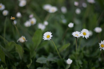P&acirc;querettes dans l'herbe