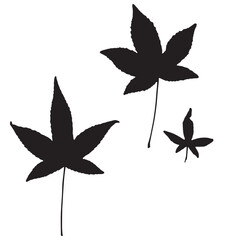 Image of leaves, vector illustration from a herbarium. Adobe Illustrator Artwork - 759981935