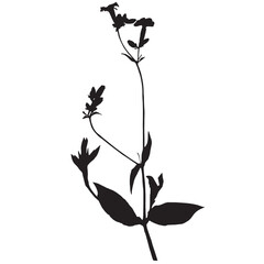 Saponaria officinalis plant, vector illustration taken from a herbarium. Adobe Illustrator Artwork