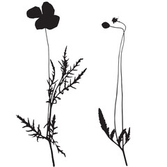 Papaver rhoeas flower, vector illustration from a herbarium. Adobe Illustrator Artwork