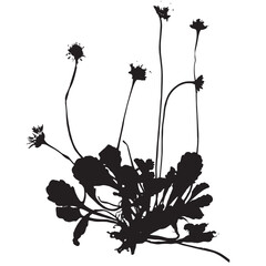 Common marguerite plant, vector illustration from a herbarium. Adobe Illustrator Artwork - 759982131