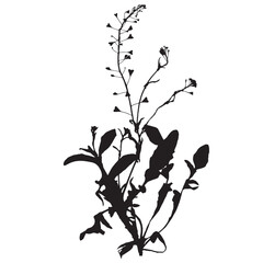 Shepherd's purse plant, vector illustration from a herbarium. Adobe Illustrator Artwork