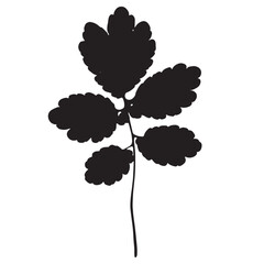 Image of leaves, vector illustration from a herbarium. Adobe Illustrator Artwork - 759982171