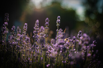 Fototapeta premium Lavendel Close Up