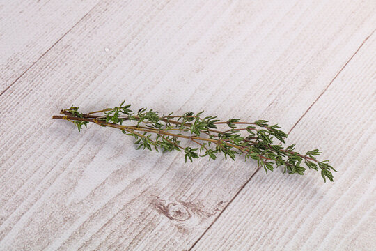 Thyme - aromatic seasoning herbal plant