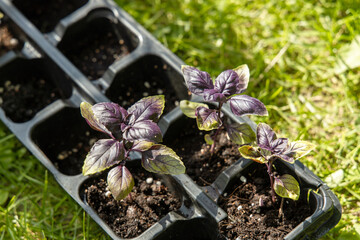 red basil seedlings in pots ready for planting