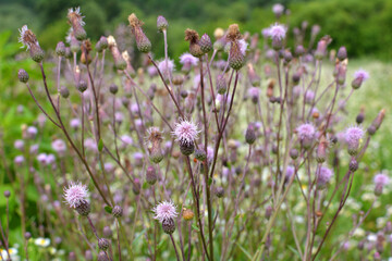 Thistle field (Cirsium arvense) grows and blooms among herbs