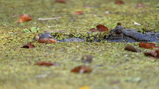 Large bull American Alligator (Alligator Mississippiensis)  in south Florida sneaking through the duckweed stalking its prey. this Alligator is 12 feet long and actively hunting.