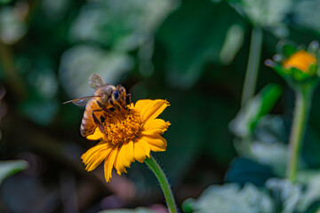 bee on a yellow flower