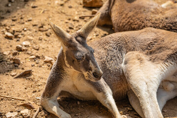 portrait kangaroo in the wild