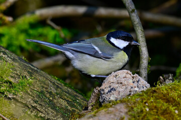 Kohlmeise // Great tit (Parus major)