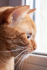 Close-up of a Cat Looking Out a Window