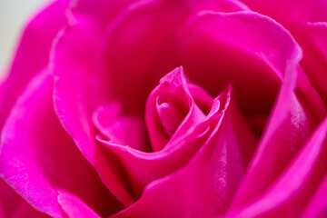 Beautiful pink rose flower macro