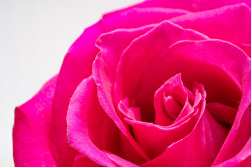 Beautiful pink rose flower macro