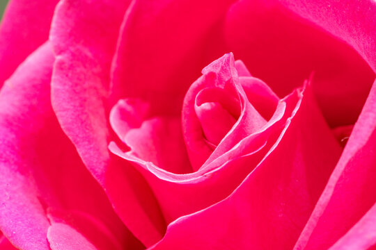 Beautiful pink rose flower macro
