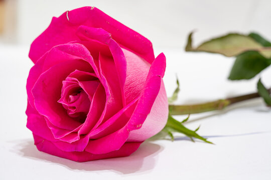 Beautiful pink rose flower macro