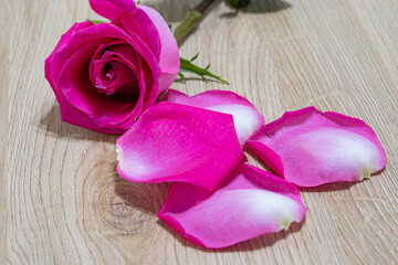 Obraz na płótnie Canvas Beautiful pink rose flower macro