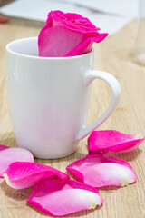 Beautiful pink rose flower macro
