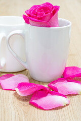Beautiful pink rose flower macro