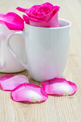 Beautiful pink rose flower macro