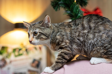 Grey kitten on a woman's shoulder closeup