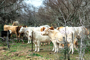 Cows gathering together in a desolate area