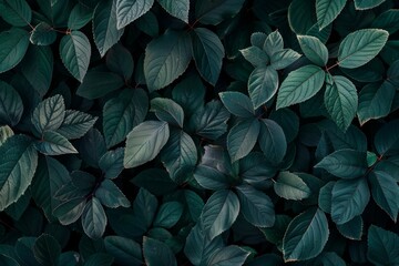 Fototapeta premium green leaves background