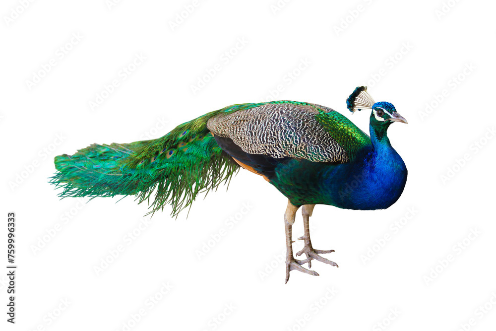 Wall mural peacock isolated transparent png